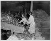 Corn conveyor